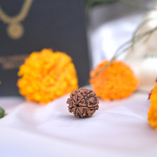 7 Mukhi Rudraksha (Nepali)