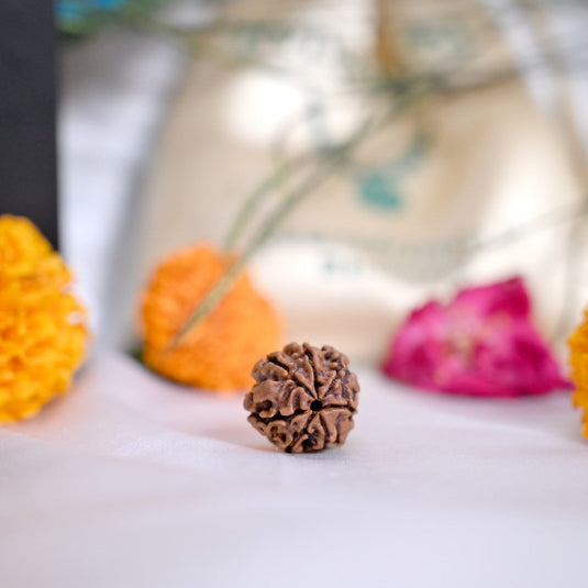 7 Mukhi Rudraksha Benefits: Attract Wealth, Remove Struggles & Balance Energy