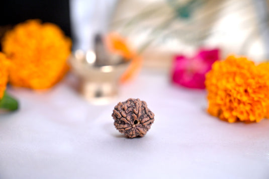 Money Magnet + 6 Mukhi combo