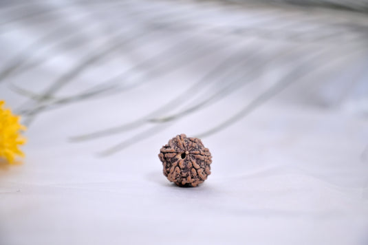 Money Magnet + 6 Mukhi combo