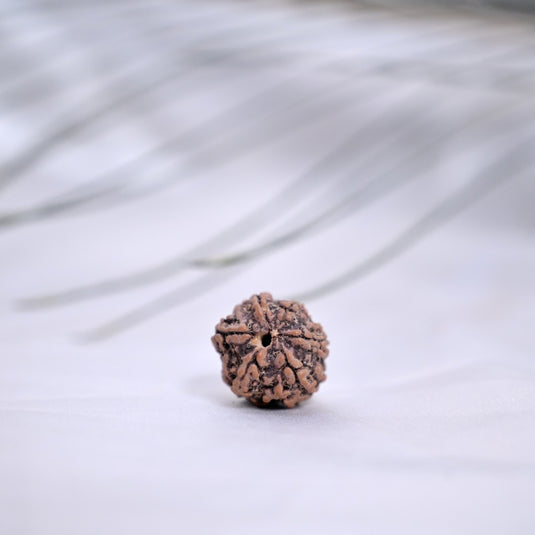 6 Mukhi Rudraksha (Nepali)