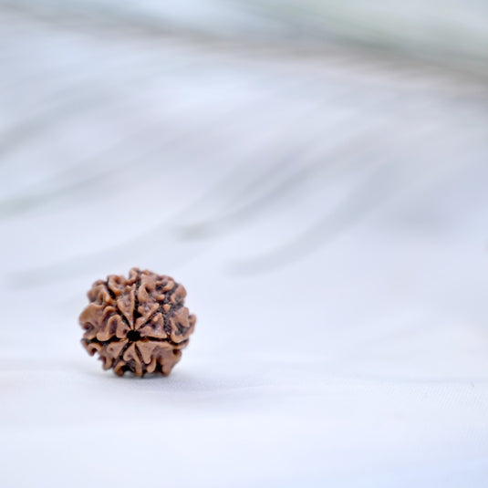 7 Mukhi Rudraksha (Nepali)