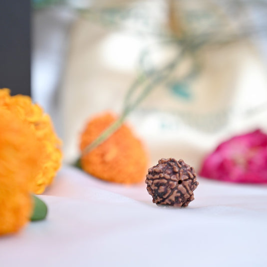 5 Mukhi Rudraksha (Nepali)