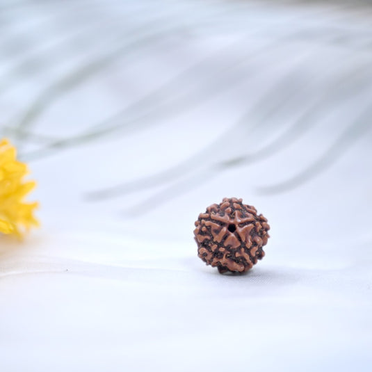 5 Mukhi Rudraksha (Nepali)