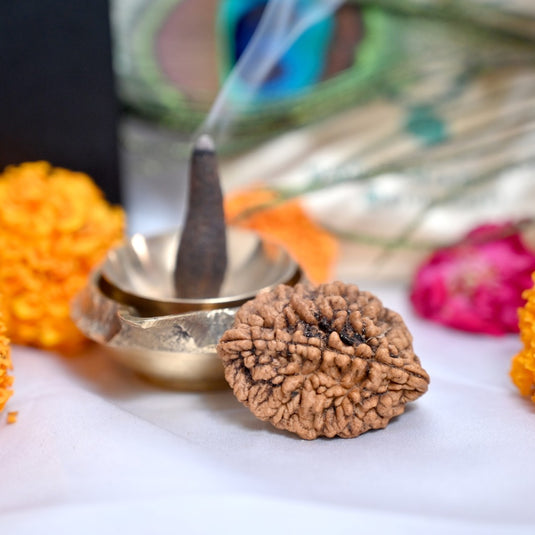 2 Mukhi Rudraksha ( Himalayan Origin )