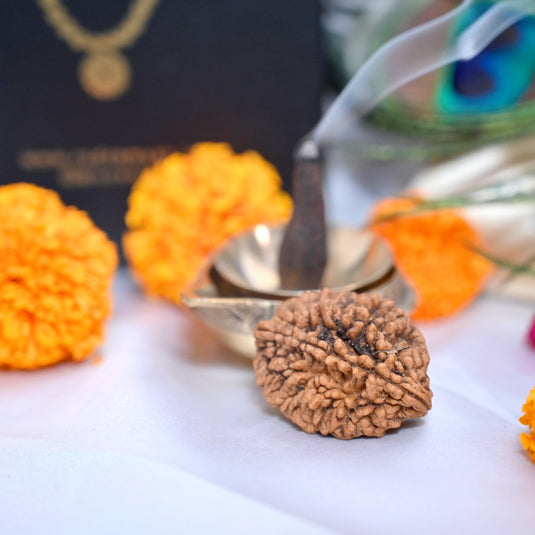 2 Mukhi Rudraksha ( Himalayan Origin )