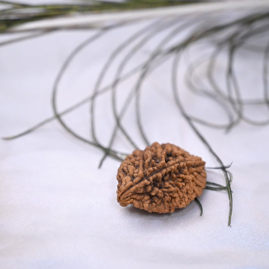 2 Mukhi Rudraksha ( Himalayan Origin )