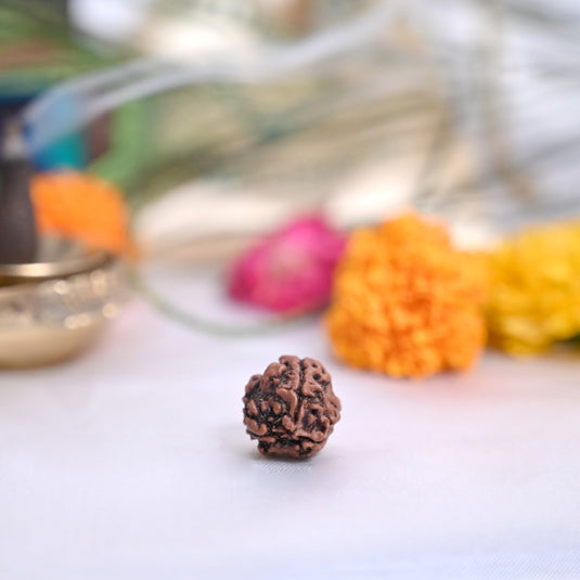 3 Mukhi Rudraksha (Nepali)