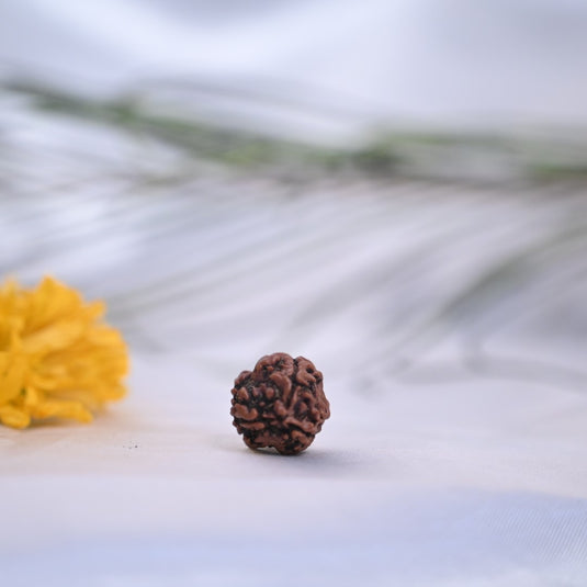 3 Mukhi Rudraksha (Nepali)