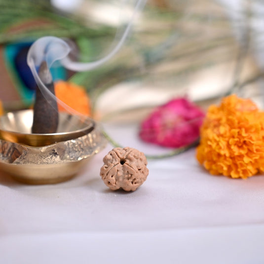 4 Mukhi Rudraksha (Nepali)