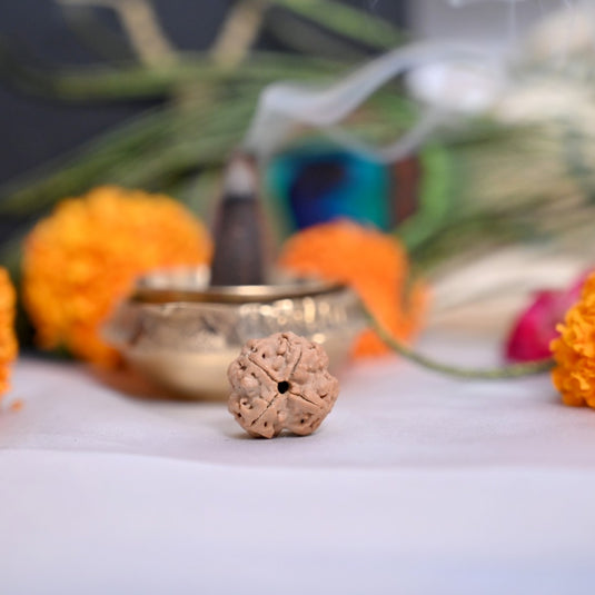 4 Mukhi Rudraksha (Nepali)