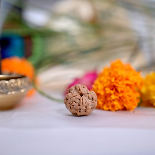 4 Mukhi Rudraksha (Nepali)