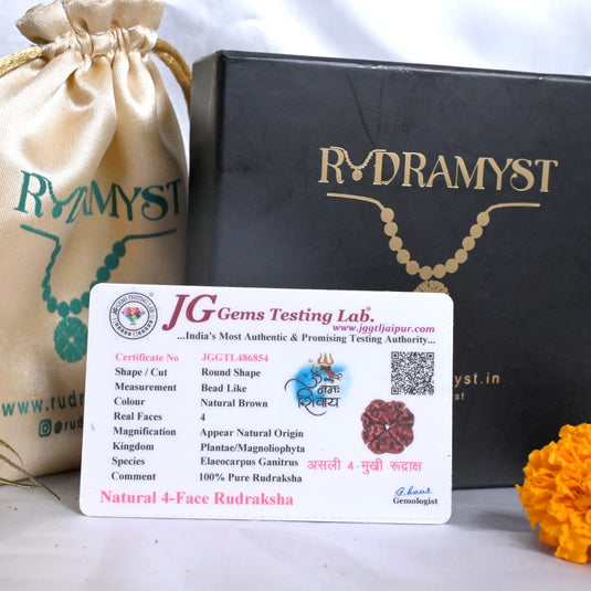 4 Mukhi Rudraksha (Nepali)