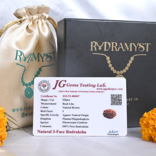 3 Mukhi Rudraksha (Nepali)