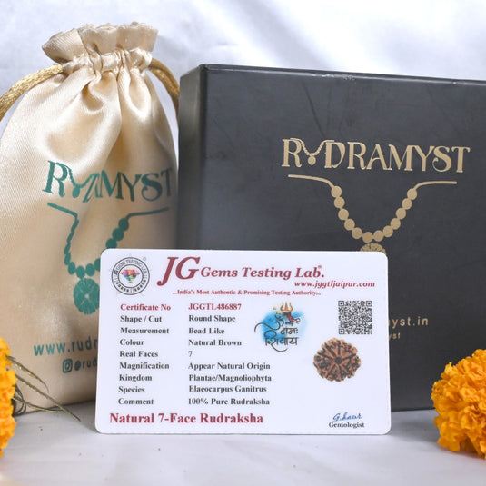7 Mukhi Rudraksha (Nepali)