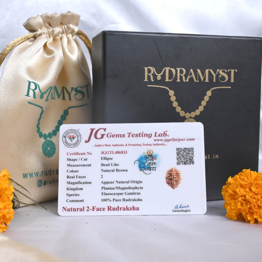 2 Mukhi Rudraksha ( Himalayan Origin )