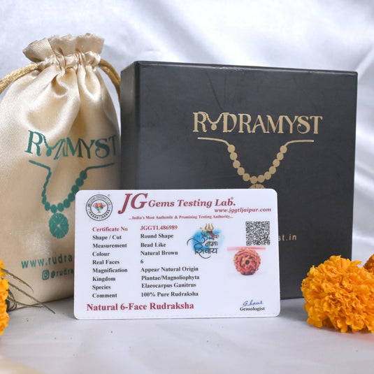 6 Mukhi Rudraksha (Nepali)